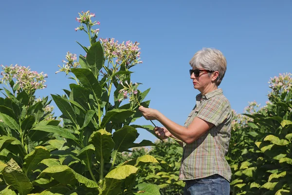 Agricultrice dans le champ de tabac — Photo