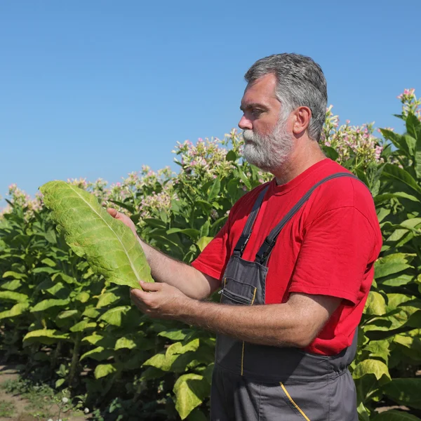 Fermier în domeniul tutunului — Fotografie, imagine de stoc