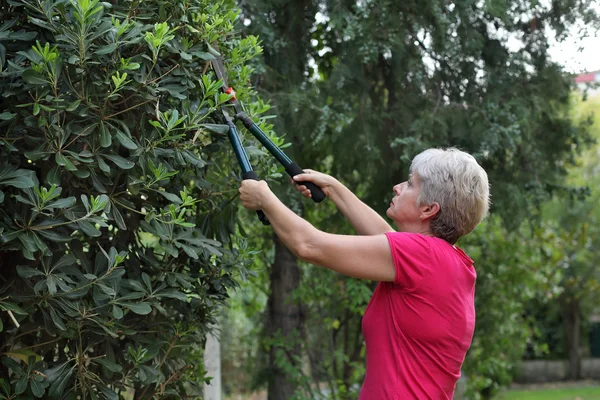 Activité de jardinage, coupe d'arbres — Photo