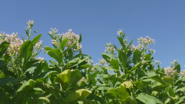 Blossoming tobacco plant field — Stock Video