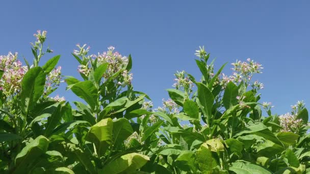Увеличение масштаба поля цветущего табачного растения в видео — стоковое видео