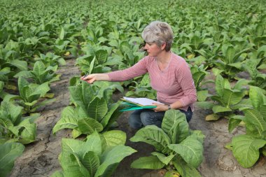 Çiftçi veya Ziraat Mühendisi orijinal olup tütün alan