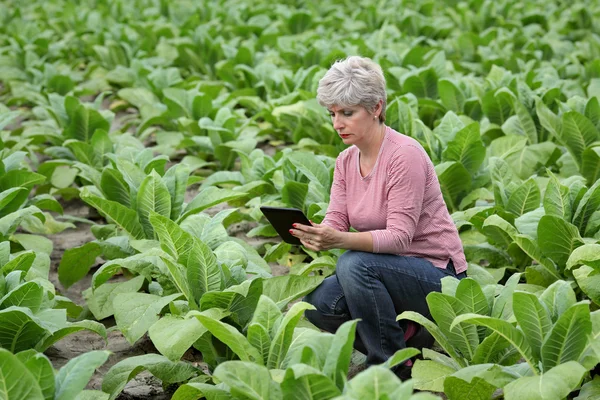 Agricultor o agrónomo inspeccionan campo de tabaco —  Fotos de Stock