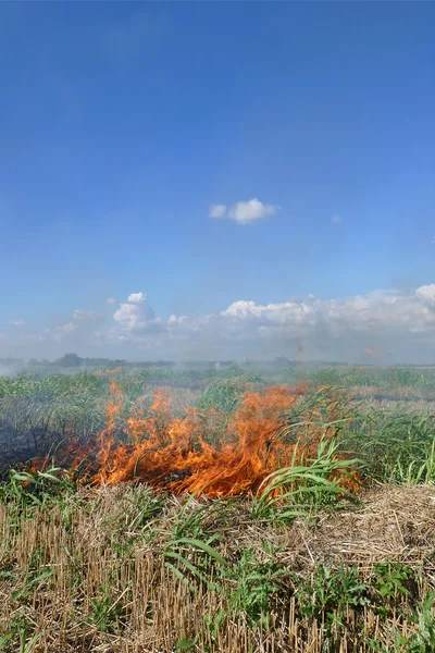 Fire in field after harvest — Stock Photo, Image