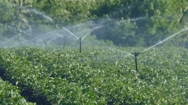 Aardappel veld met water systeem — Stockvideo