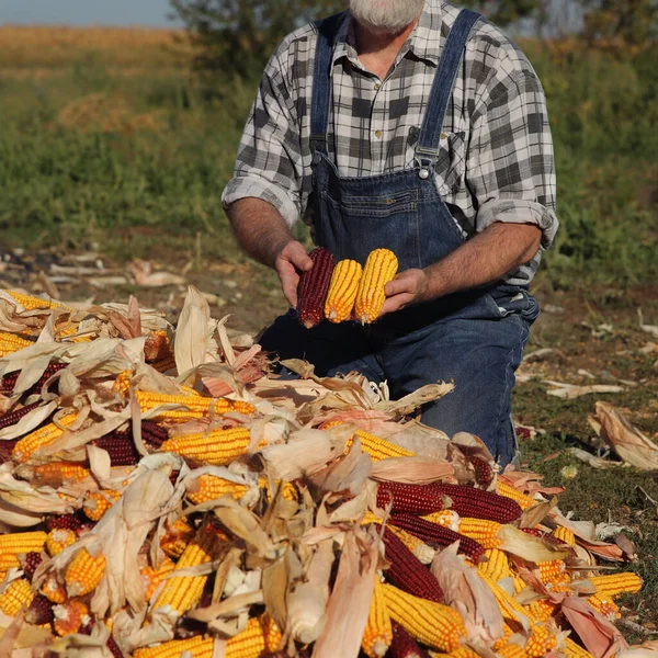 Agricultor Adulto Sosteniendo Mazorcas Maíz Amarillas Rojas Montón Cultivos Después — Foto de Stock