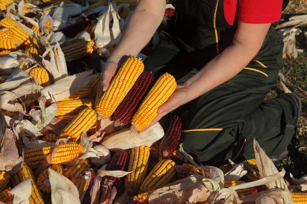 Close Agricultores Mãos Segurando Espiga Milho Amarelo Vermelho Monte Cultura — Fotografia de Stock