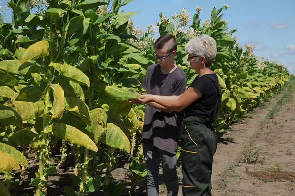 Bäuerin Oder Agronomin Unterrichtet Junge Männliche Bäuerin Untersucht Und Pflückt — Stockfoto