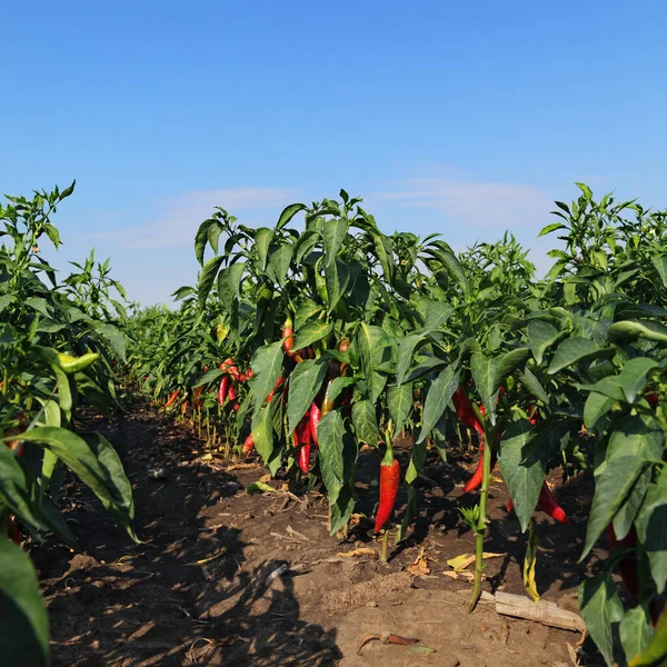 Agriculture Paprika Plants Field Green Leaves Red Crop Blue Sky — Stock Photo, Image