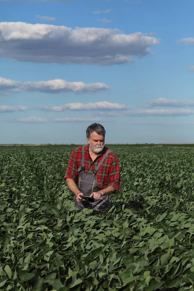 Farmer Agronomist Green Soybean Field Examining Crop Using Tablet Soy — Foto Stock