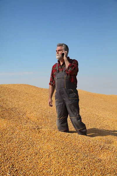 Agricultor Agrónomo Que Inspecciona Calidad Del Cultivo Maíz Después Cosecha — Foto de Stock