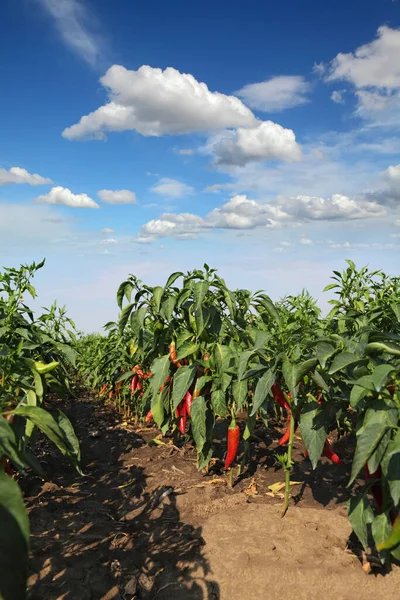 Agricultura Páprica Plantas Campo Com Folhas Verdes Colheita Vermelha Céu — Fotografia de Stock