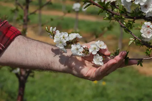 Mão Agrônomo Agricultor Examinar Cerejeira Florescente Pomar — Fotografia de Stock