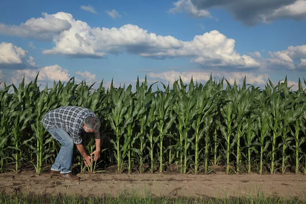 Landwirt Oder Agronom Begutachtet Grüne Maispflanzen Feld Der Landwirtschaft Späten — Stockfoto