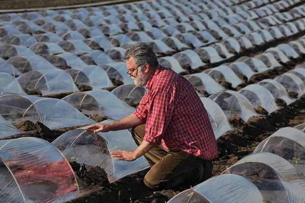 Boer Agronomist Inspecteren Watermeloen Meloen Plant Onder Kleine Beschermende Plastic — Stockfoto