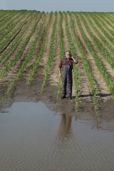 Farmer Inspecting Young Green Corn Plants Mud Water Speaking Mobile — Stock Photo, Image