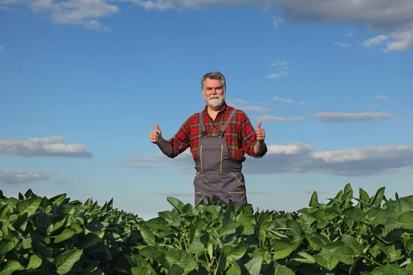 Gülümseyen Çiftçi Tarım Uzmanı Soya Fasulyesi Tarlasını Inceleyip Başparmağıyla Işaret — Stok fotoğraf