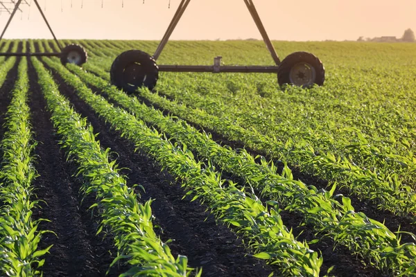 Green Young Corn Field Spring Irrigation System Water Supply Sunset — Stock Photo, Image