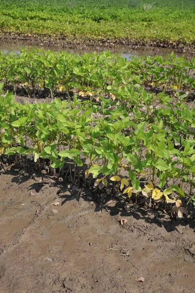 泥の中の若い緑の被害を受けた大豆植物 洪水の被害を受けたフィールド 春の農業 — ストック写真