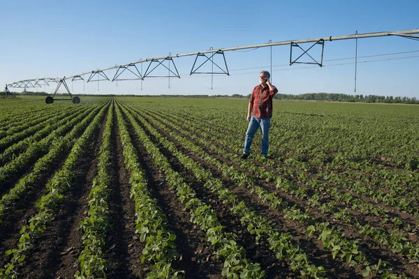 現場で大豆工場を調査する農家や農学者 灌漑システムを背景に携帯電話で話す — ストック写真