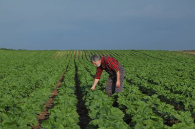 Çiftçi ya da tarımcı tarladaki ayçiçeği bitkilerinin kalitesini denetliyor, öğleden sonra, ilkbaharda tarım.