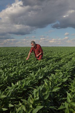 Tarlada yeşil soya bitkilerini, bahar sonu veya yaz başında tarımı denetleyen çiftçi ya da tarım uzmanı
