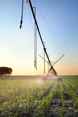 İlkbaharda sulama sistemi olan mısır tarlaları, bitkilere su püskürtücüler.