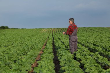 Çiftçi ya da tarımcı tarladaki ayçiçeği bitkilerinin kalitesini inceleyen tablet, öğleden sonra geç saatlerde, ilkbaharda tarım