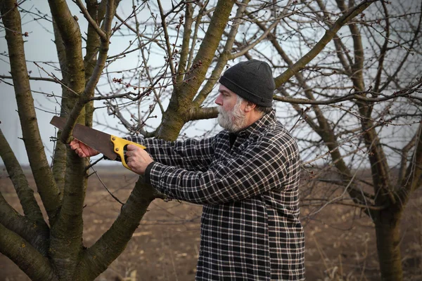 Adult Farmer Cut Tree Branch Using Hand Saw Spring Time — Stock Photo, Image