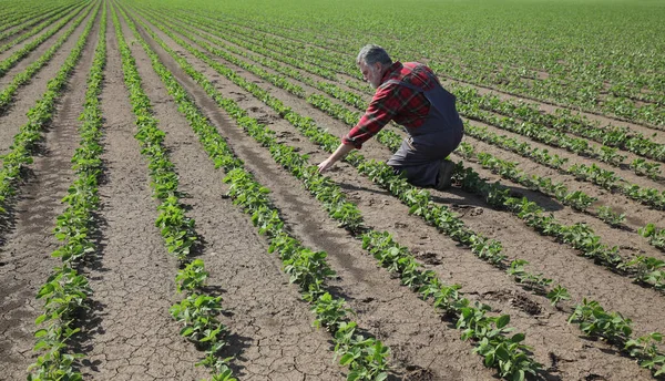 Agricultor Agrônomo Inspecionando Plantas Soja Verde Campo Agricultura Primavera — Fotografia de Stock