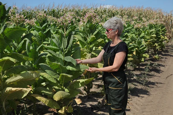 Mujer Agricultora Agrónoma Examinando Recogiendo Hojas Plantas Tabaco Campo —  Fotos de Stock
