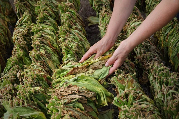 Farmer Agronomist Examine Tobacco Drying Tent Hands Touching Dry Leaves — Stock Photo, Image