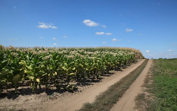 Bloeiende Groene Tabaksplanten Het Veld Met Landweggetjes Blauwe Lucht — Stockfoto