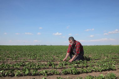 Tarlada yeşil soya bitkilerini, baharda tarımı denetleyen çiftçi ya da tarımcı.