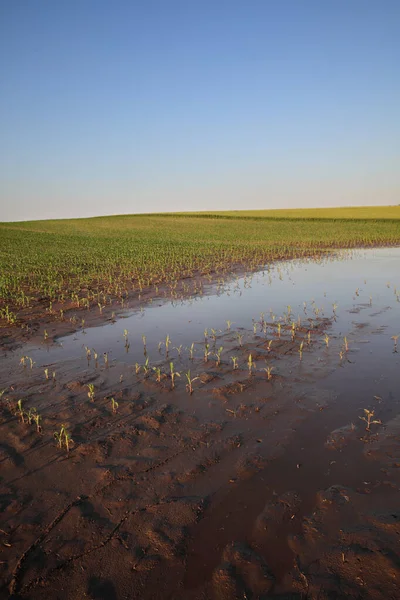 Junges Grün Beschädigte Maispflanzen Schlamm Und Wasser Überschwemmtes Feld Landwirtschaft — Stockfoto