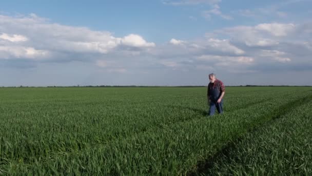 Mezőgazdasági Termelő Vagy Agronómus Séta Minőségének Ellenőrzése Búzanövények Területen Mezőgazdaság — Stock videók