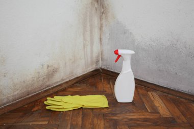 Küflü eski ev duvarı, lastik eldivenler ve şişede temizlik solüsyonu.