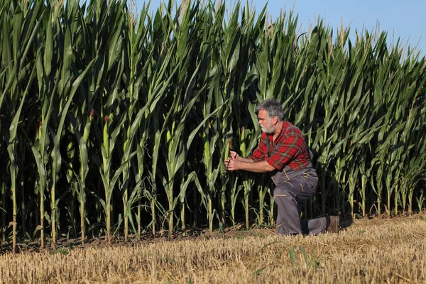 Agricultor Agrônomo Ajoelhado Inspecionando Qualidade Cultura Milho Plantas Campo Agricultura — Fotografia de Stock