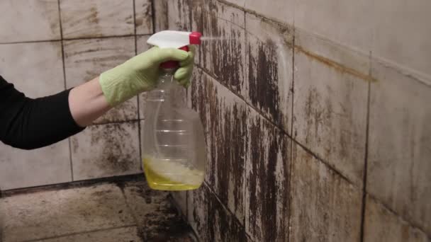 女用手在肮脏瓷砖 脏乱和肮脏的浴室中喷洒防护手套清洁剂 情况非常糟糕 — 图库视频影像