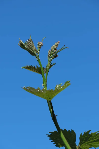 Närbild Gröna Ömma Blad Och Frukt Vindruva Våren Med Klarblå — Stockfoto