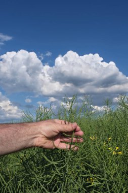 Agronomist veya çiftçi tarlada kanola mahsulünü incelerken gökyüzü ve arka planda bulutlar, el ele tutuşan yeşil mahsuller, bahar sonlarında kolza tohumu bitkileri
