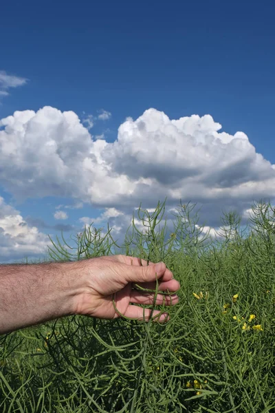 畑で空と雲を背景に菜の花を見ている農業学者や農家 緑の作物を手に持っている手のクローズアップ 晩春の菜種植物 — ストック写真