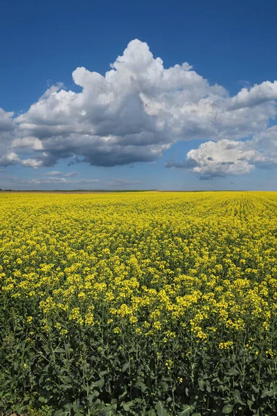 Landscape Field Blossoming Canola Plants Beautiful Blue Sky White Clouds — Stock Photo, Image