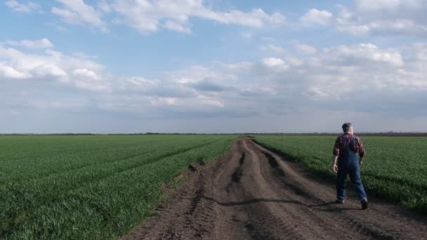 Boer Agronomist Wandelen Inspecteren Kwaliteit Van Tarweplanten Het Veld Landbouw — Stockvideo