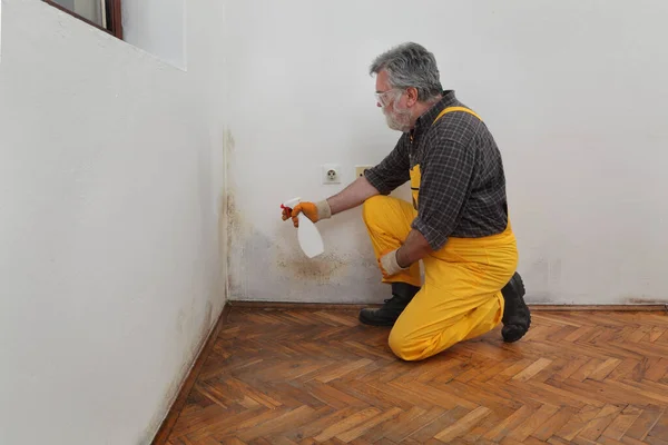 Mold removal in home, worker spraying cleaning solution from bottle to wall