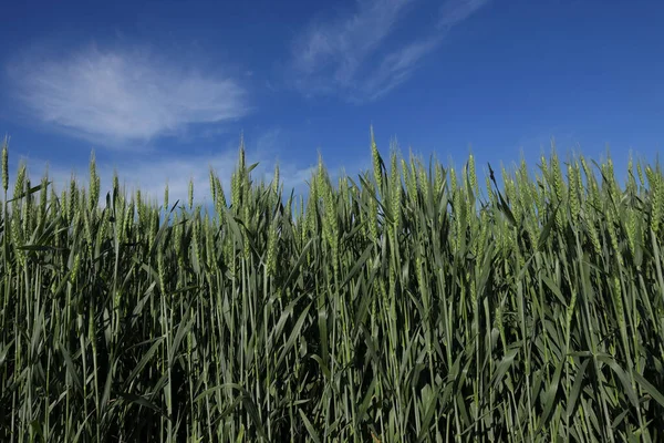 Campo Plantas Trigo Verde Início Primavera Com Céu Azul Nuvens — Fotografia de Stock