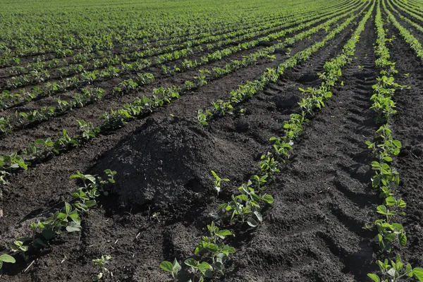 Landwirtschaft Grüne Sojabohnenpflanzen Auf Feldern Mit Maulwurfshügel Schädlingsschäden — Stockfoto