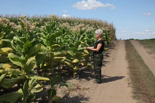 Contadina Agronoma Che Esamina Raccoglie Foglie Piante Tabacco Campo — Foto Stock