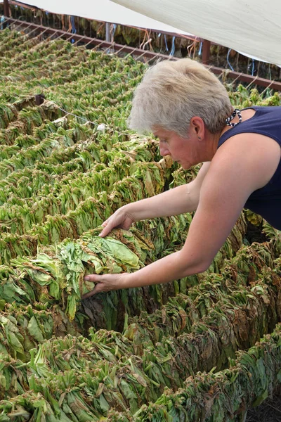 Female Farmer Agronomist Examine Tobacco Drying Tent Touching Dry Leaves — Stock Photo, Image