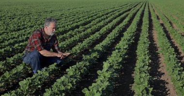 Yeşil soya tarlasında tarımcı ya da çiftçi. Tablet kullanarak ekinleri inceliyor.
